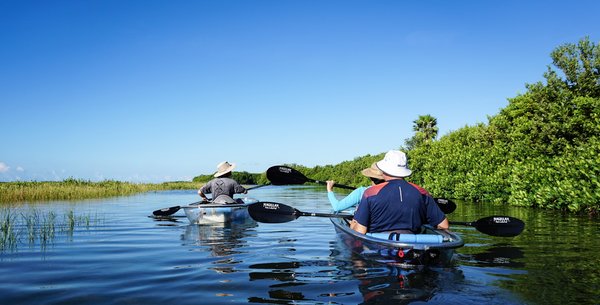 Quels sont les meilleurs itinéraires de croisière pour découvrir les mangroves en Floride?